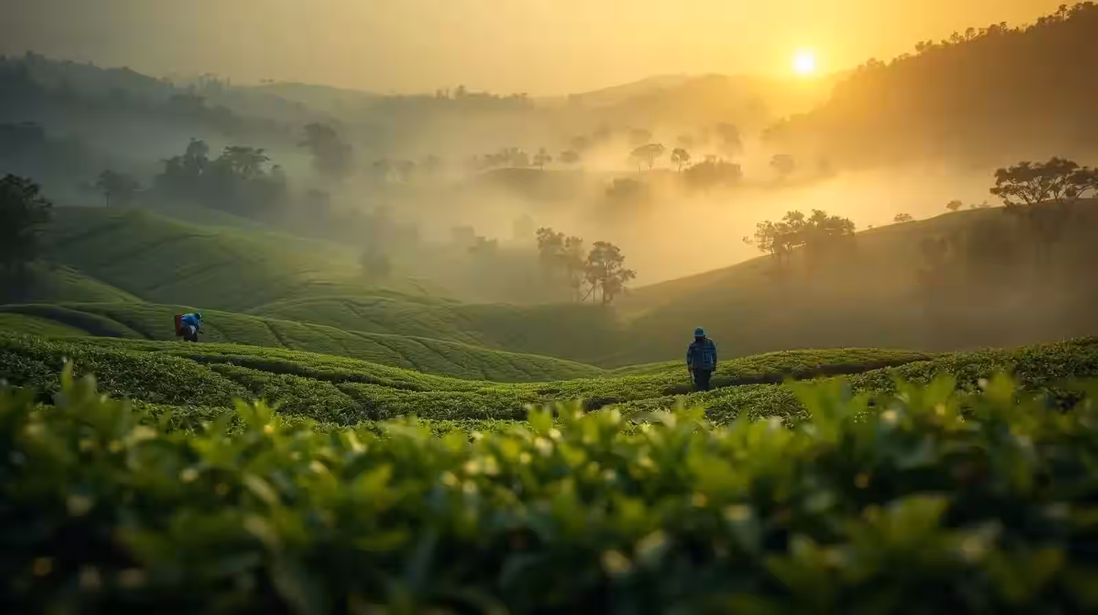 JaiChai tea franchise model with SOPs and training